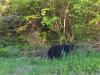 Black bear in Cook County. Photo by Kevin Kramer